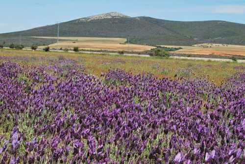 Hiendelaencina La Perla Casa Rural Sostenible מראה חיצוני תמונה